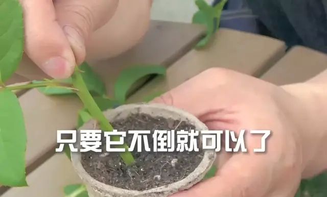 天狼说月季丨收下这本秘籍，分分钟学会月季扦插