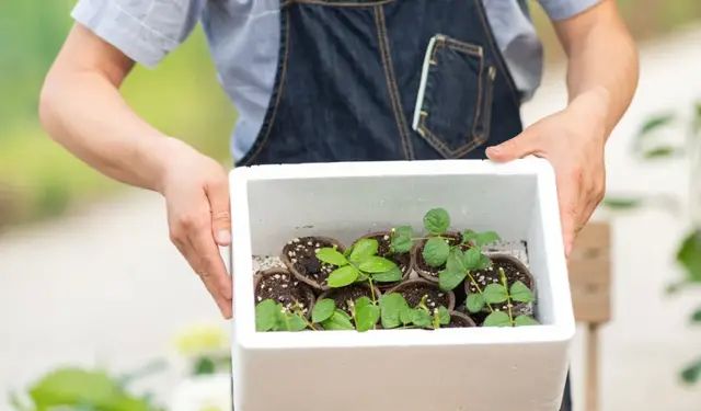 天狼说月季丨收下这本秘籍，分分钟学会月季扦插