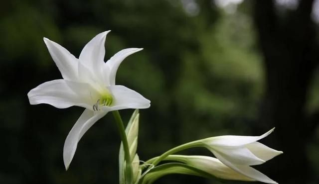 百合花的春天，遇见爱情