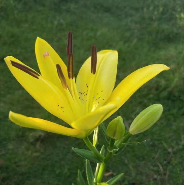 百合花的春天，遇见爱情