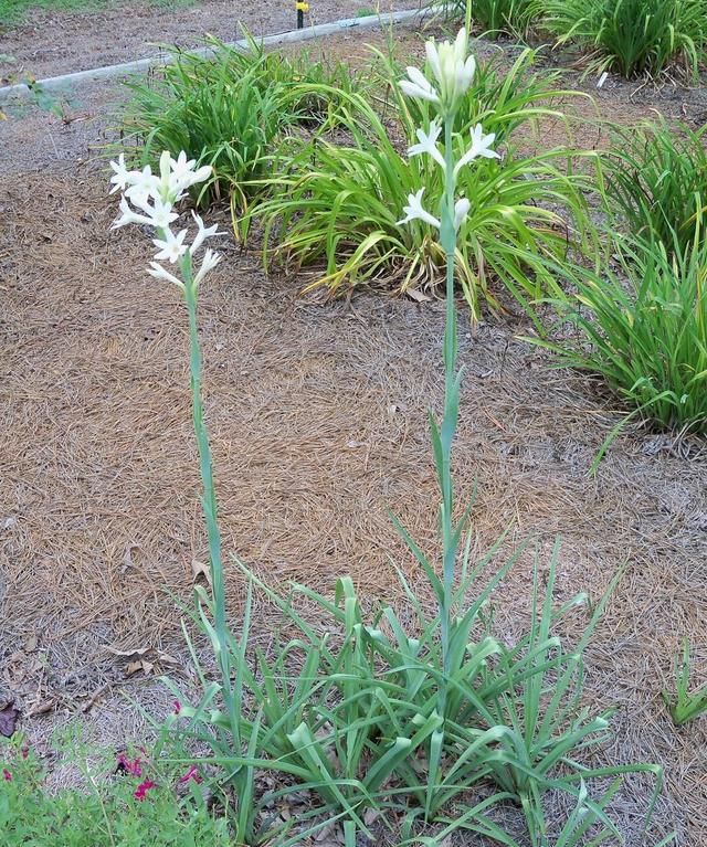 适合用鳞茎养护的晚香玉，花朵可以开一米多高，夜晚花香特浓