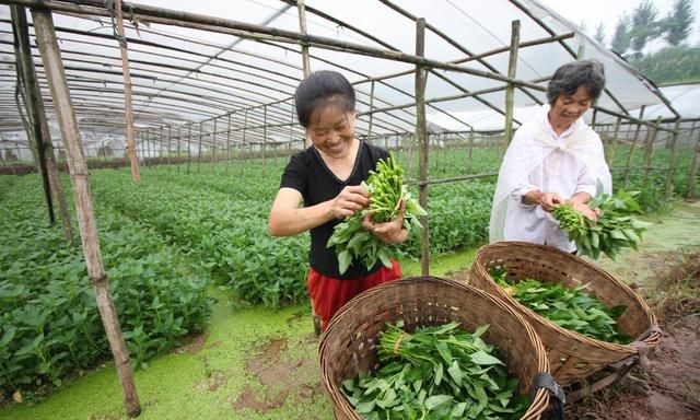 空心菜生长速度快、采收期长，学会这些种植方法一茬一茬割不完！