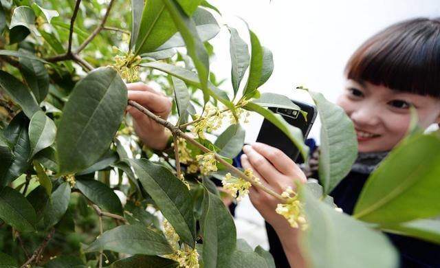 桂花树什么时候开花？多少钱一棵？2018年桂花树能涨价吗？