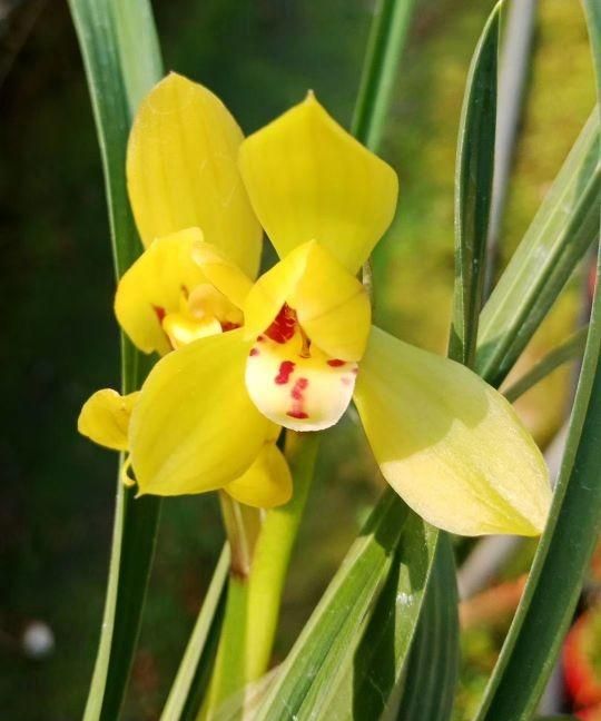 一年12个月，兰花什么时候开花？重点讲讲兰花开花期怎样管理