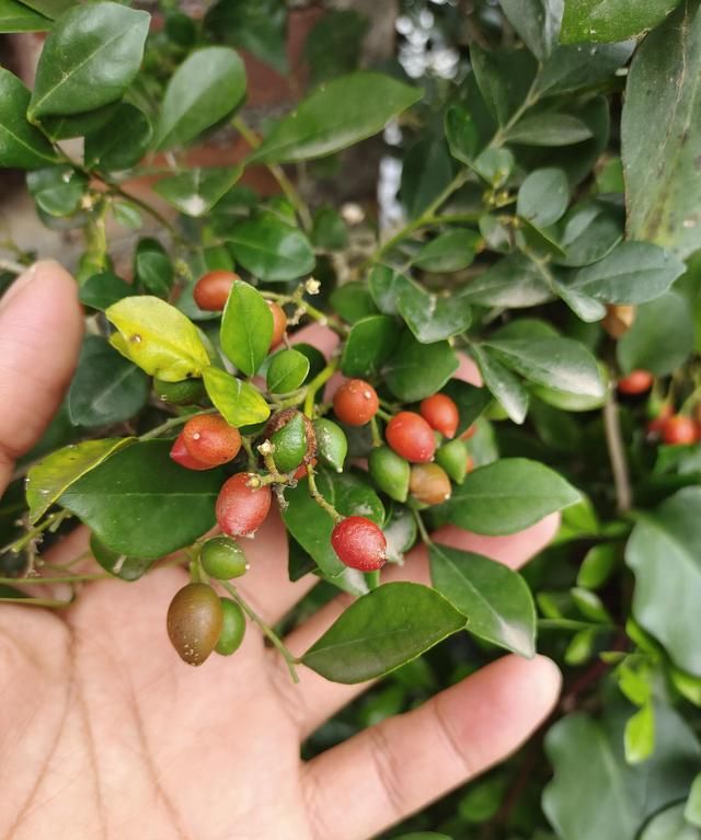 最香的10种花，种一棵花满家，美丽又长寿，能香几十年