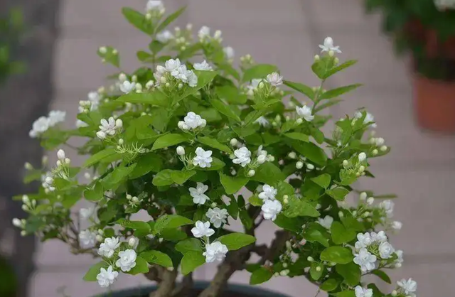 最香的10种花，种一棵花满家，美丽又长寿，能香几十年