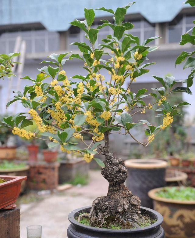 10大“吉祥花”，寓意深远，好看又大气，转运又旺家