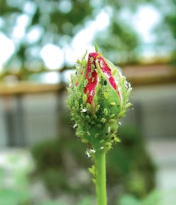 蚜虫的种类有哪些？蚜虫种类及图片大全