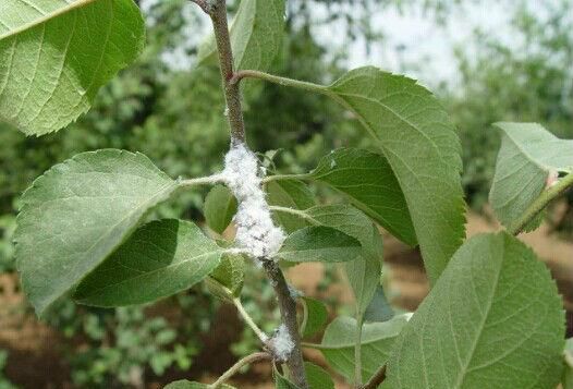 蚜虫的种类有哪些？蚜虫种类及图片大全