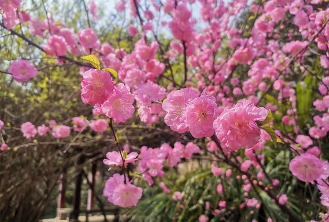 美化生活旺风水，这10种“吉祥花木”，家里可以来一盆