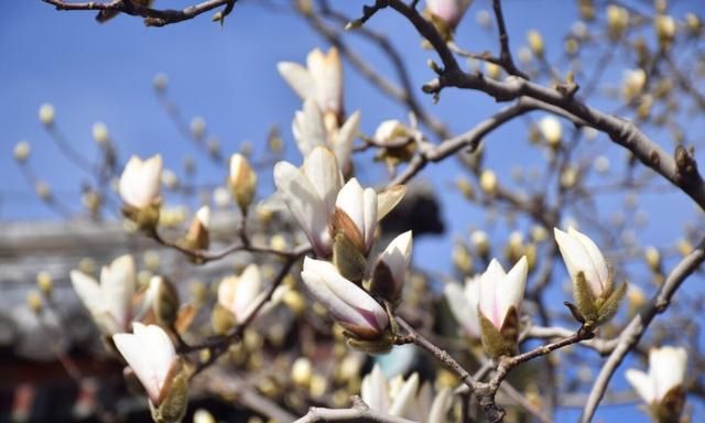 美化生活旺风水，这10种“吉祥花木”，家里可以来一盆