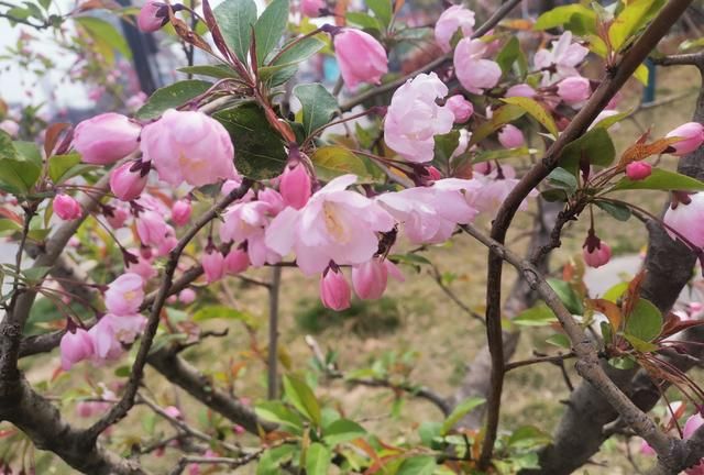 美化生活旺风水，这10种“吉祥花木”，家里可以来一盆