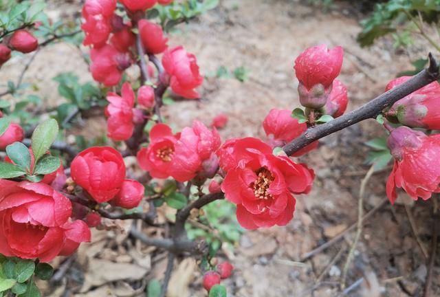 美化生活旺风水，这10种“吉祥花木”，家里可以来一盆