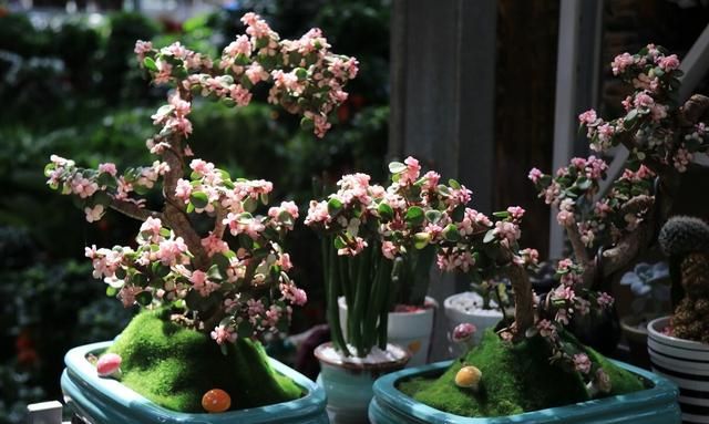 美化生活旺风水，这10种“吉祥花木”，家里可以来一盆