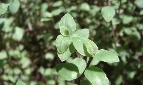 紫鸭拓草：鸭跖草科的一些常见的植物有哪些？图19