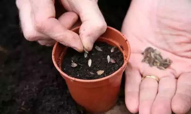 用百日草的种子播种培育，秋天还能不断收获种荚