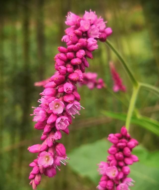 农村常见的“狗尾巴花”，种在院子里也极美，遇见了不要错过