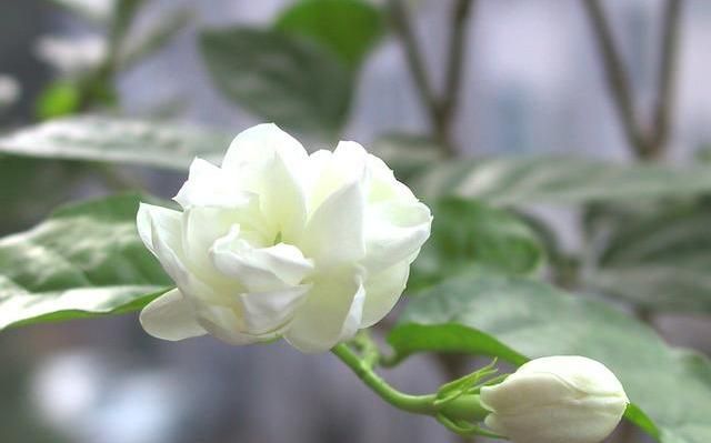 泰戈尔：The first Jasmine《最初的茉莉》