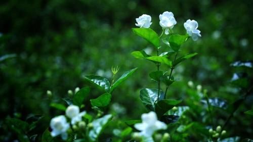 泰戈尔：The first Jasmine《最初的茉莉》