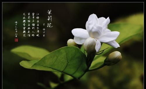 泰戈尔：The first Jasmine《最初的茉莉》