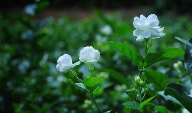 泰戈尔：The first Jasmine《最初的茉莉》