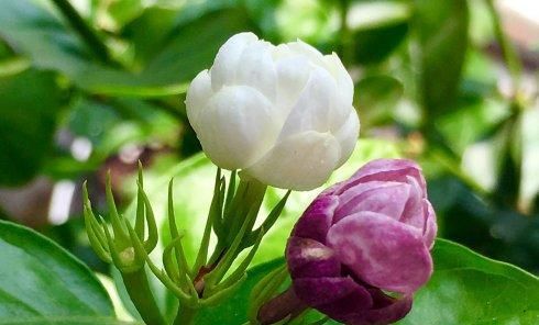 泰戈尔：The first Jasmine《最初的茉莉》