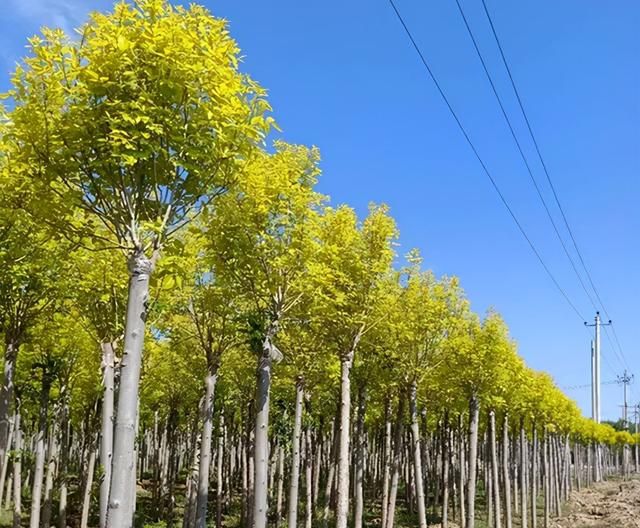 最新行情 | 本周热门苗木市场价格一览