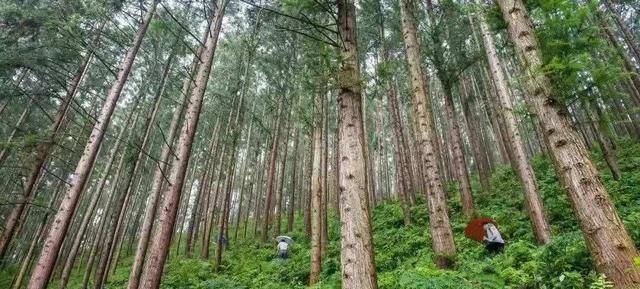 种植杉木把握好四个技术要点，就能速生丰产效益好