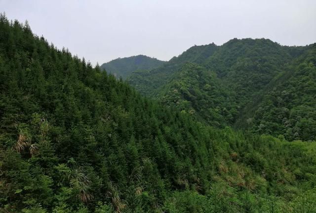 种植杉木把握好四个技术要点，就能速生丰产效益好