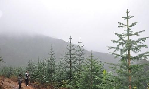 种植杉木把握好四个技术要点，就能速生丰产效益好