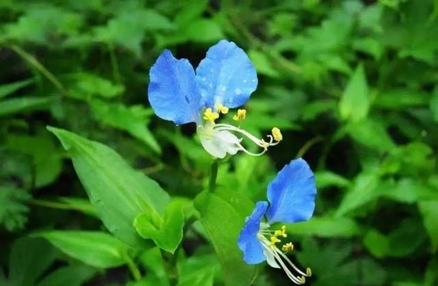 60款绝美野花大赏！那些穿梭山间的精灵，灵气满溢吊打“人造花”