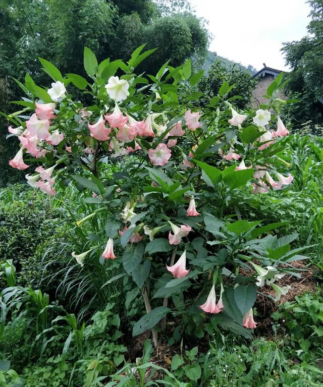 越漂亮的花越有毒，快来认识这18种“大毒花”，涨知识不吃亏