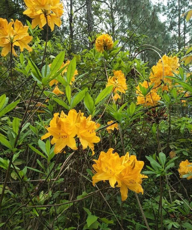 越漂亮的花越有毒，快来认识这18种“大毒花”，涨知识不吃亏