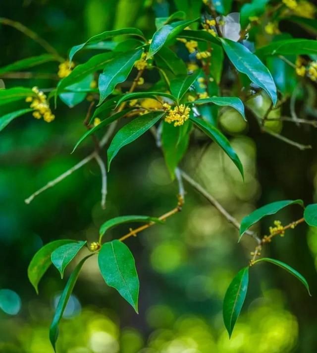 如果灵魂有香气，那一定是好闻的桂花香 | 关于桂花的高级浪漫文案