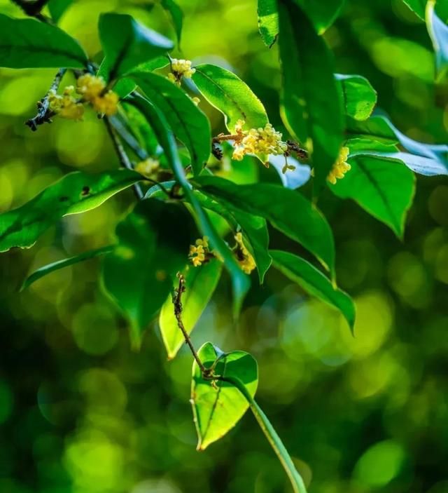 如果灵魂有香气，那一定是好闻的桂花香 | 关于桂花的高级浪漫文案