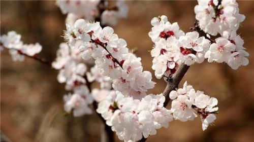 这8种花爱在春天盛开，认清花型不迷糊，自己也能当赏花大师