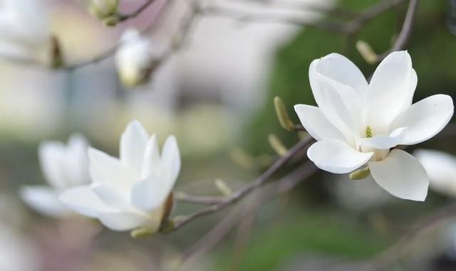 红白黄紫各种颜色荷菊牡丹各种花型 玉兰家族原来这么庞大