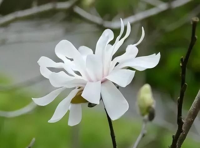 红白黄紫各种颜色荷菊牡丹各种花型 玉兰家族原来这么庞大