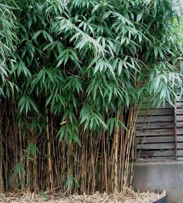 院子的风水植物怎么种，你知道哪些风水植物呢？