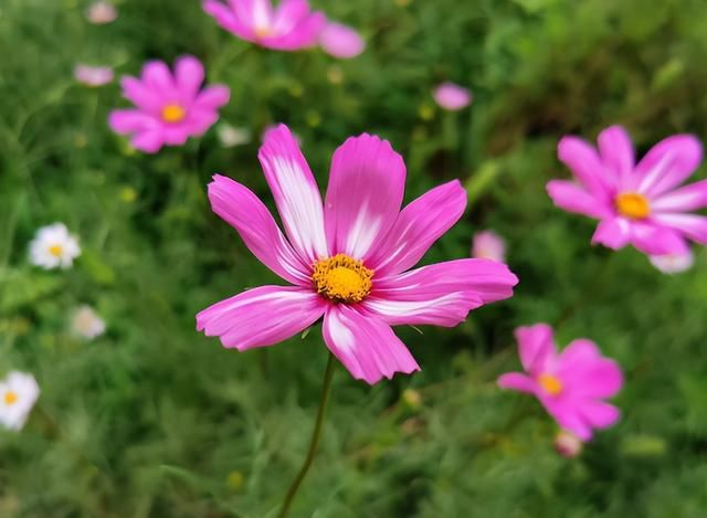 家里有波斯菊种子，记住这4步，轻松种出一大片