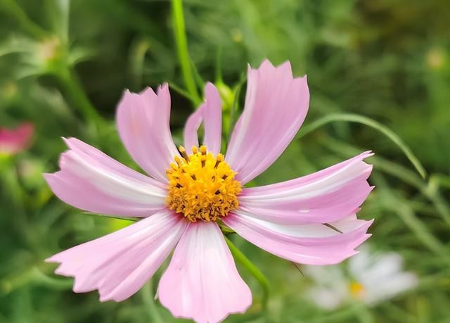 家里有波斯菊种子，记住这4步，轻松种出一大片