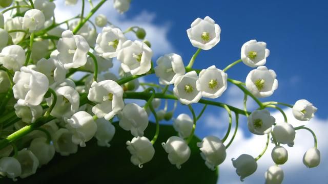 几百种花语都在这，想查什么都有，快收藏吧