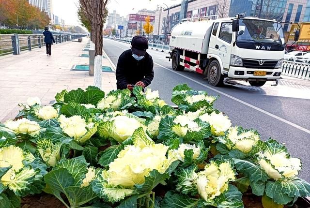 30000株羽衣甘蓝扮靓街头