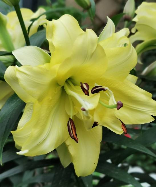 百合花不能养在屋里，花香味太浓，有毒惹麻烦