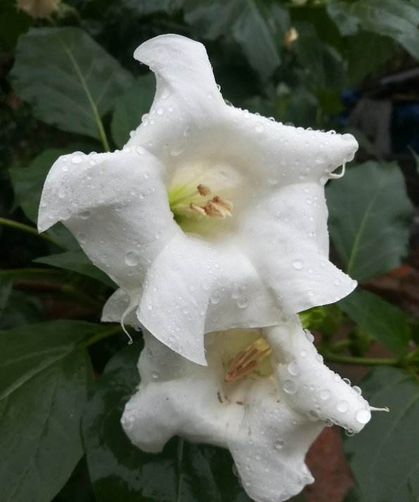 百合花不能养在屋里，花香味太浓，有毒惹麻烦