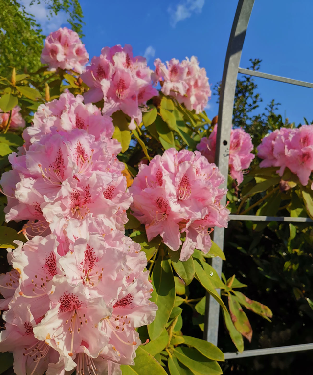 百合花不能养在屋里，花香味太浓，有毒惹麻烦