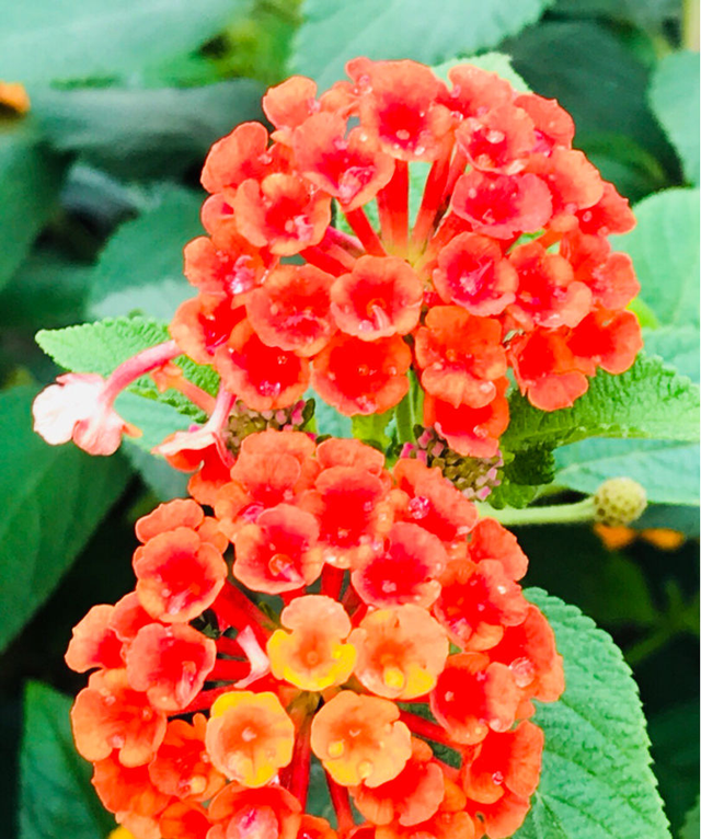 百合花不能养在屋里，花香味太浓，有毒惹麻烦