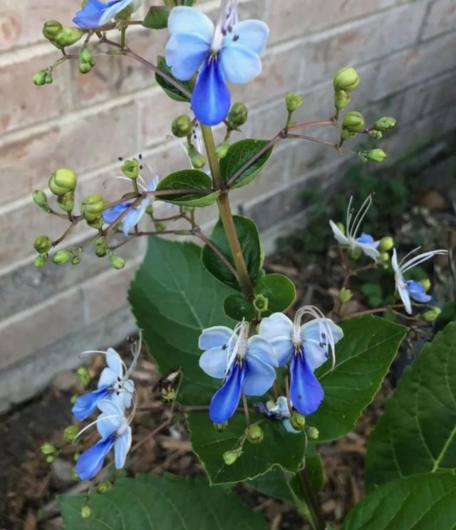 4种“省心花”，漂亮又好养，一年养一盆，四季都开花