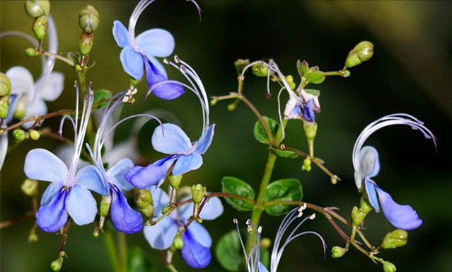 4种“省心花”，漂亮又好养，一年养一盆，四季都开花