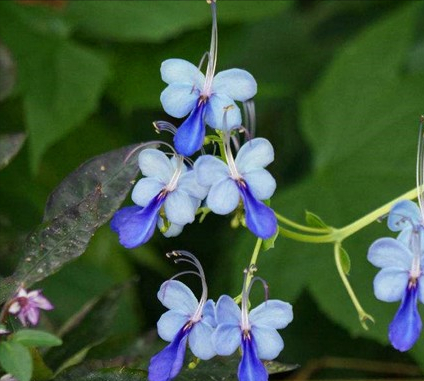 4种“省心花”，漂亮又好养，一年养一盆，四季都开花